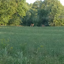 Whitetail deer