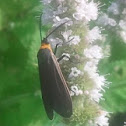 Yellow-collared Scape Moth