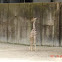 Baby giraffe