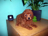 Cachorra De Caniche Toy De Color Roja En Venta