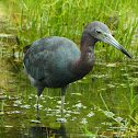 Little Blue Heron