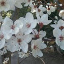Cerezo en flor
