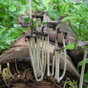 Shaggy Mane