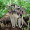 Shaggy Mane