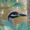 Yellow Crowned Night Heron