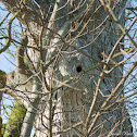 Woodpecker