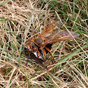 Eastern cicada killer