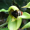 Hairy orchid bee