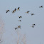 Canadian Geese