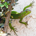 green lizard