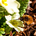 Bee Fly