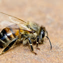 European Honey Bee