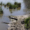 American Alligator