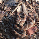 saw scaled viper