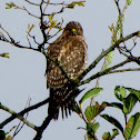 Red-shouldered Hawk