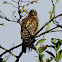 Red-shouldered Hawk