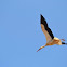 White stork
