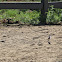 Killdeer chick