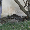 Brown rat