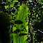 Crow's Nest Fern