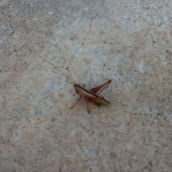 Spotting Image 1
