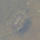 Red-eared Slider Turtle