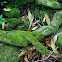 Common Moss
