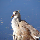 Common Moorhen