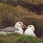 Northern Fulmar