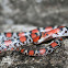 Scarlet Snake