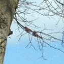 Cardinal male & female