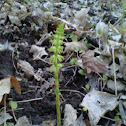 Horsetail