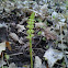 Horsetail
