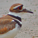 Killdeer