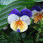 Pansy