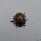 Eyed Ladybird
