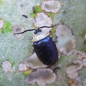 Jumping Leaf Beetle