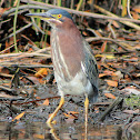 Little Green Heron