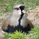 Tero