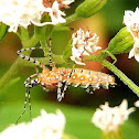 Milkweed Assassin Bug