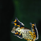 Dendropsophus marmoratus