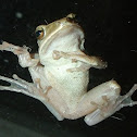 Common Tree Frog