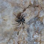 Twinflagged Jumping Spider