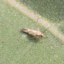 Flower Moth