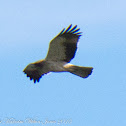 Booted Eagle; Aguila Calzada