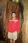 These sequoia trees are huge!
