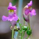 pajarillos