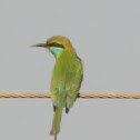 Green Bee Eater
