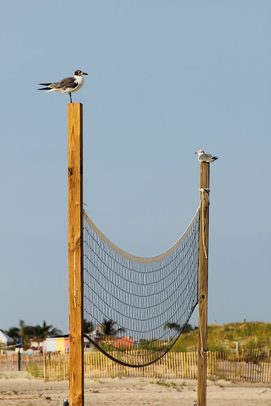 Spotting Image 1