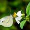 Indian Cabbage White